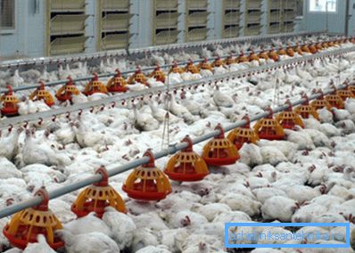 Za farme za perad potrebno je razviti poseban sustav obveznog ventilacije. Za farme za perad potrebno je razviti poseban sustav obveznog ventilacije.