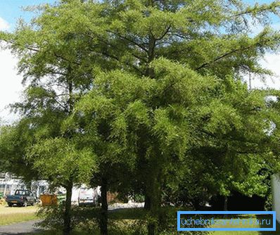 1223 Crna Alder Imperialis