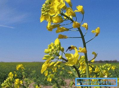 Sjemenke Canola bogate su biljnim uljem koje se koristi za proizvodnju biogoriva Sjemenke Canola bogate su biljnim uljem koje se koristi za proizvodnju biogoriva