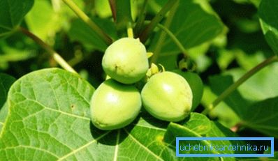 Jatropha - potencijalna postrojenja za biogoriva Jatropha - potencijalna postrojenja za biogoriva